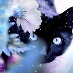 将图片加载到图库查看器,Paint by Number - Midnight Cat