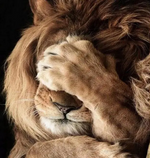 Load image into Gallery viewer, Paint by Number - Oh No