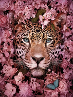 将图片加载到图库查看器，Paint by Number - Peering Leopard
